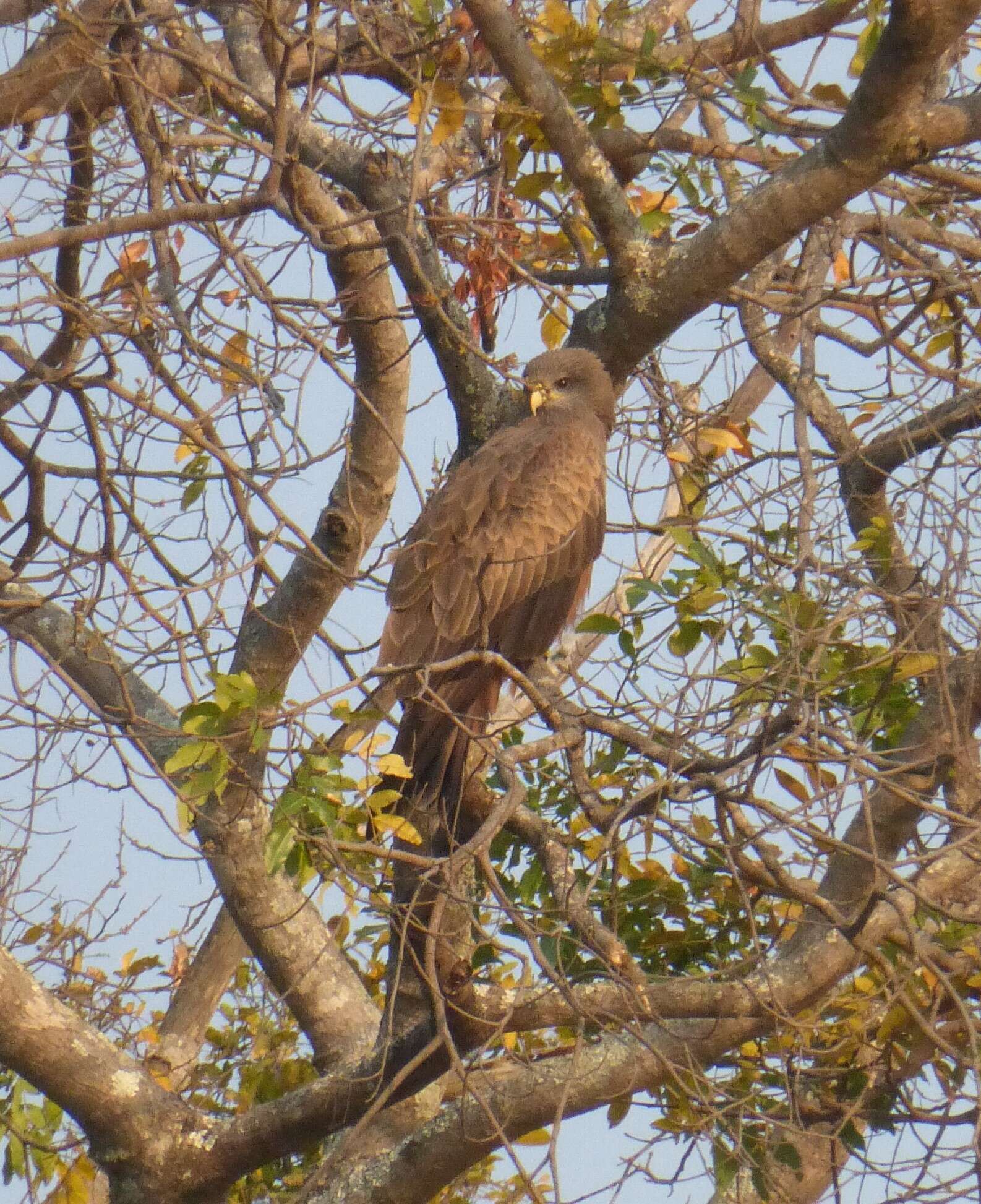 Image de <i>Milvus migrans parasitus</i>