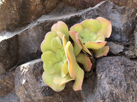 Image of Aeonium canariense subsp. canariense