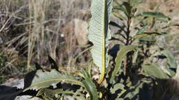 Image of hairy yerba santa