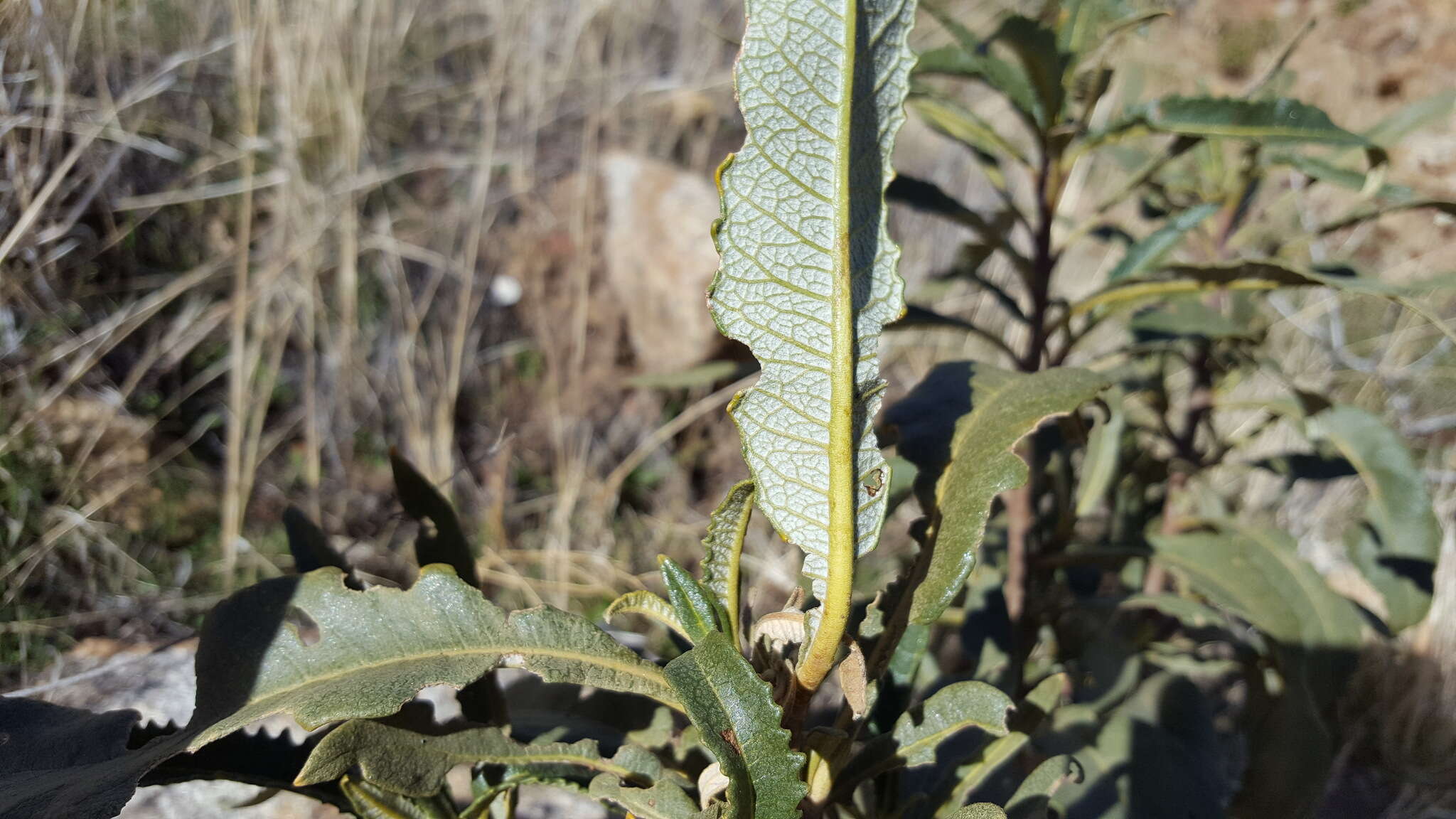 Image of hairy yerba santa