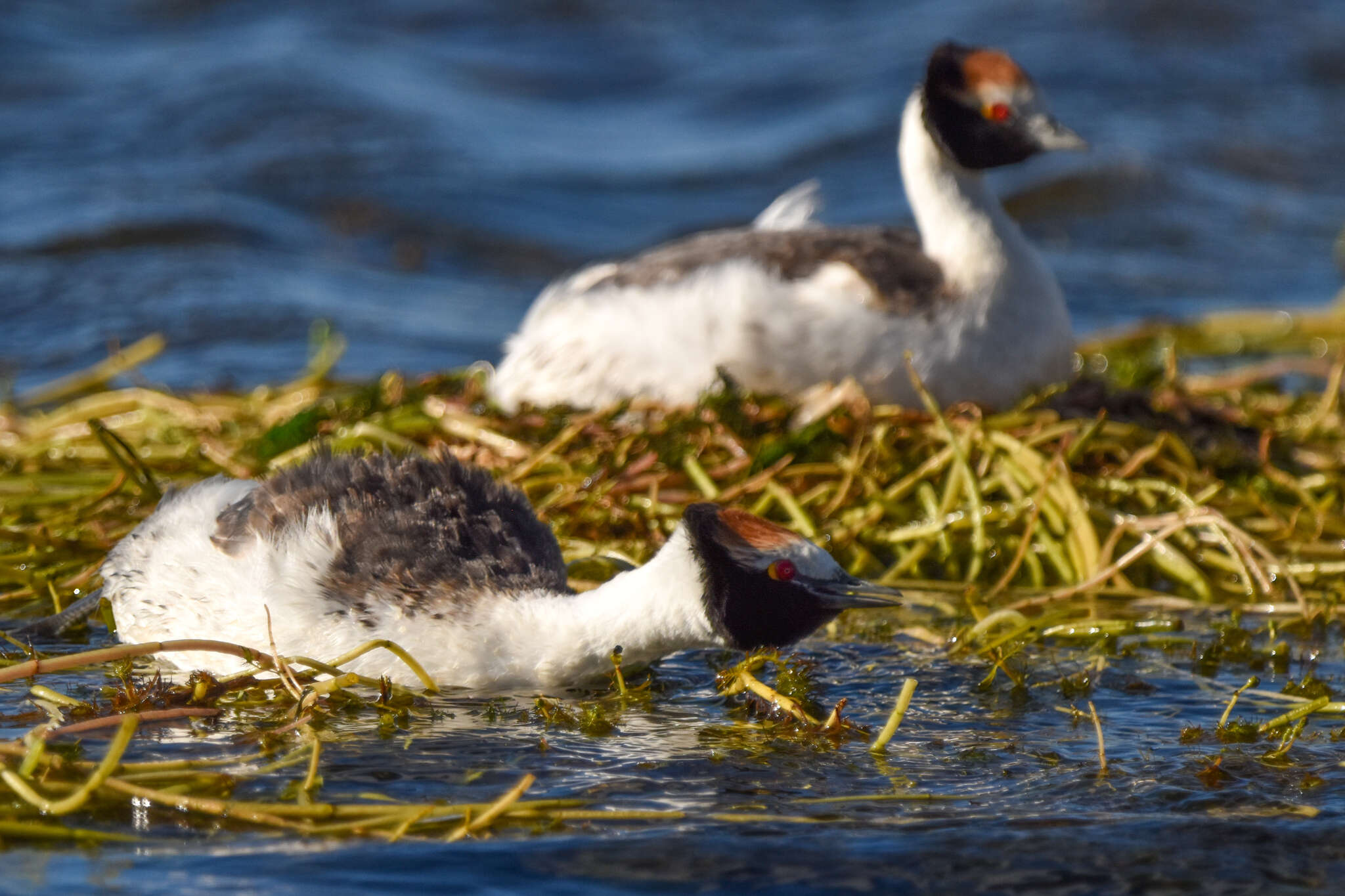 Image of Hooded Grebe