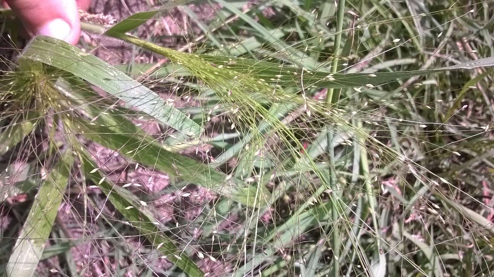 Image of witch grass