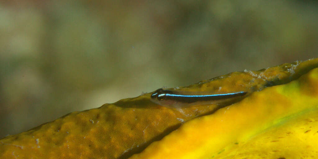 Image of Linesnout goby