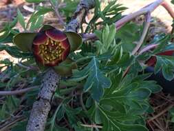 Image of Brown's peony