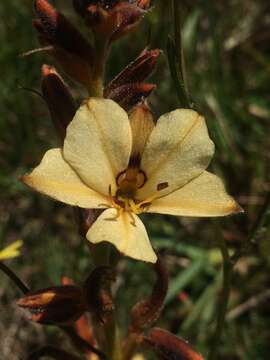 Image of Wachendorfia brachyandra W. F. Barker