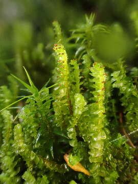 Слика од Anastrepta orcadensis (Hook.) Schiffn.
