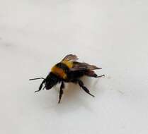 Слика од Bombus argillaceus (Scopoli 1763)