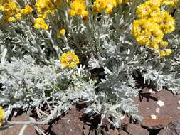 Image de Helichrysum trilineatum DC.