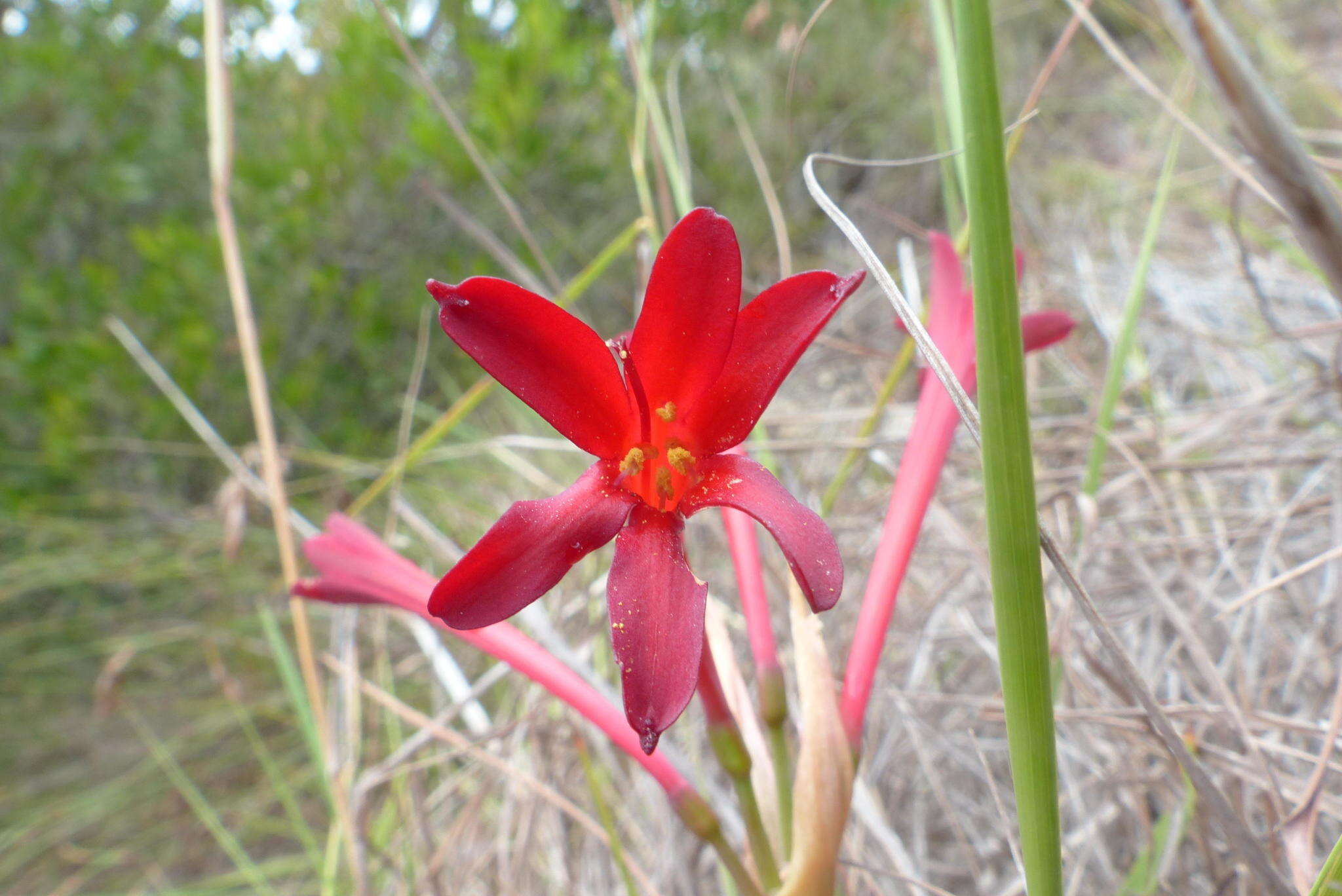 Image of Cyrtanthus odorus Ker Gawl.