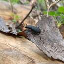 Image of Roughened Darkling Beetle