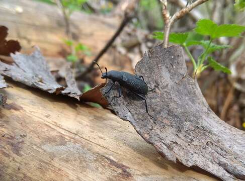 Image of Roughened Darkling Beetle