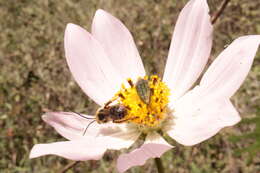 Image of Cosmos palmeri Robinson