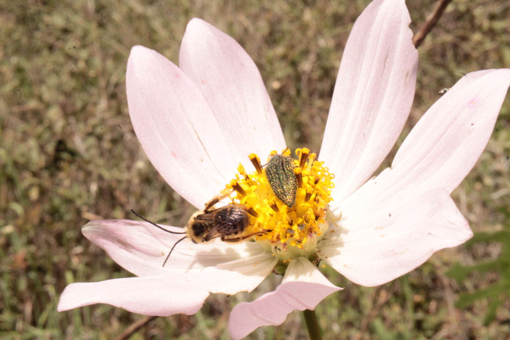 Image of Cosmos palmeri Robinson