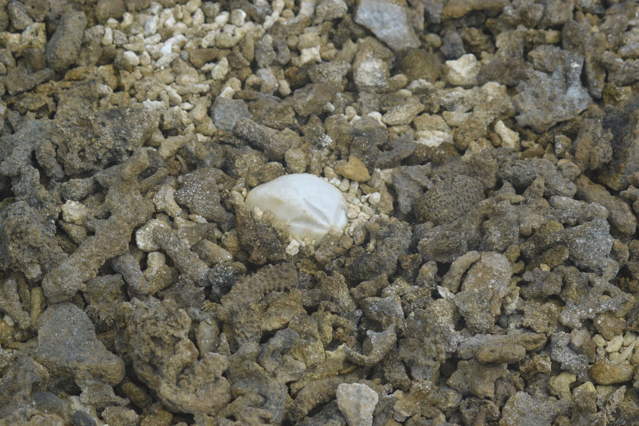 Image of Keeled Heart Urchin