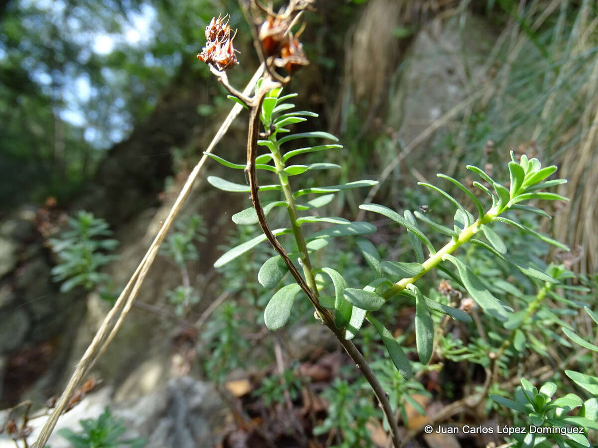 Image of Sedum quevae