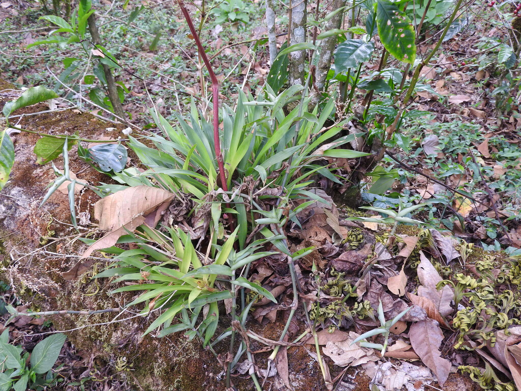 Image of Catopsis paniculata É. Morren