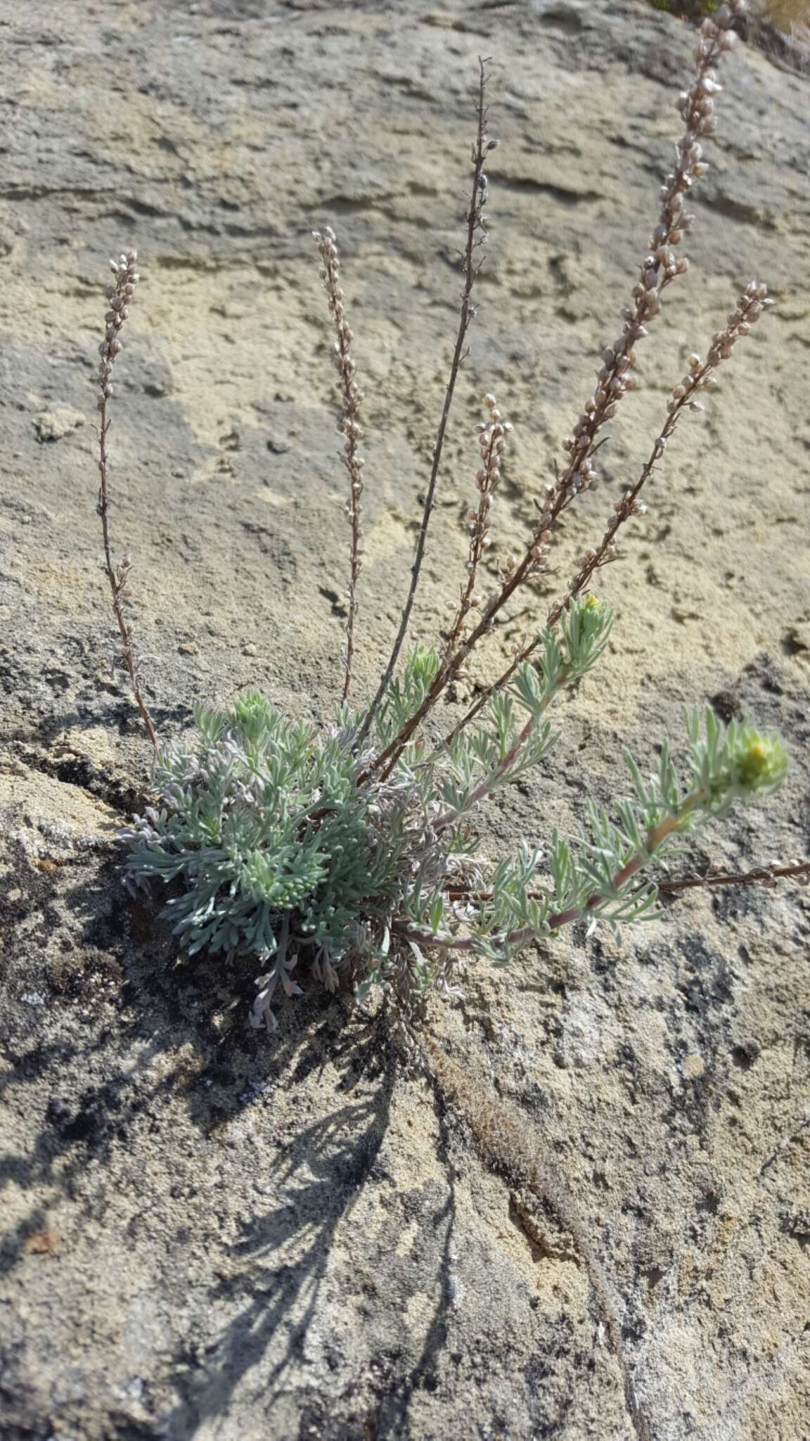 Image of Pacific wormwood