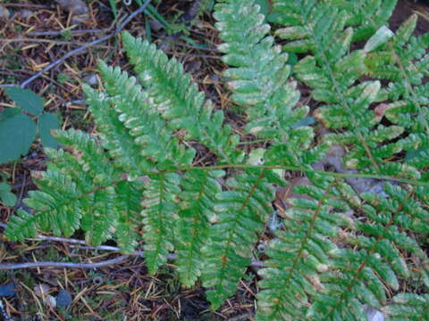 Image of Bracken