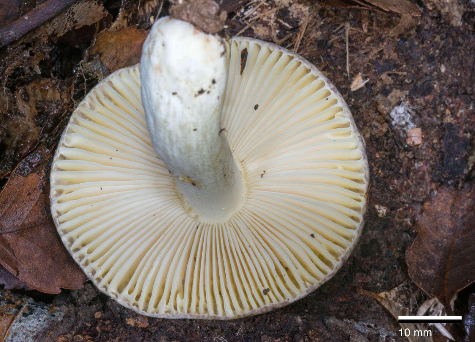 Image of Russula umerensis McNabb 1973