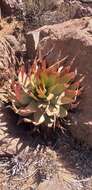 Image of Aloe broomii var. broomii