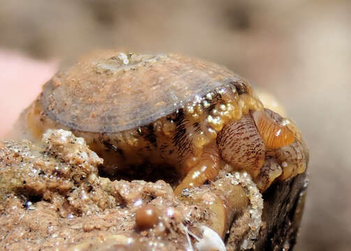 Image of Amblychilepas nigrita (G. B. Sowerby I 1835)