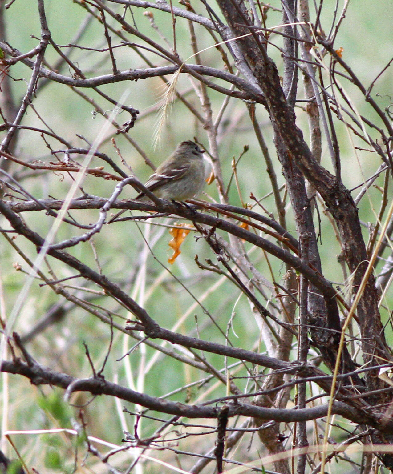 Empidonax hammondii (Xántus 1858)的圖片