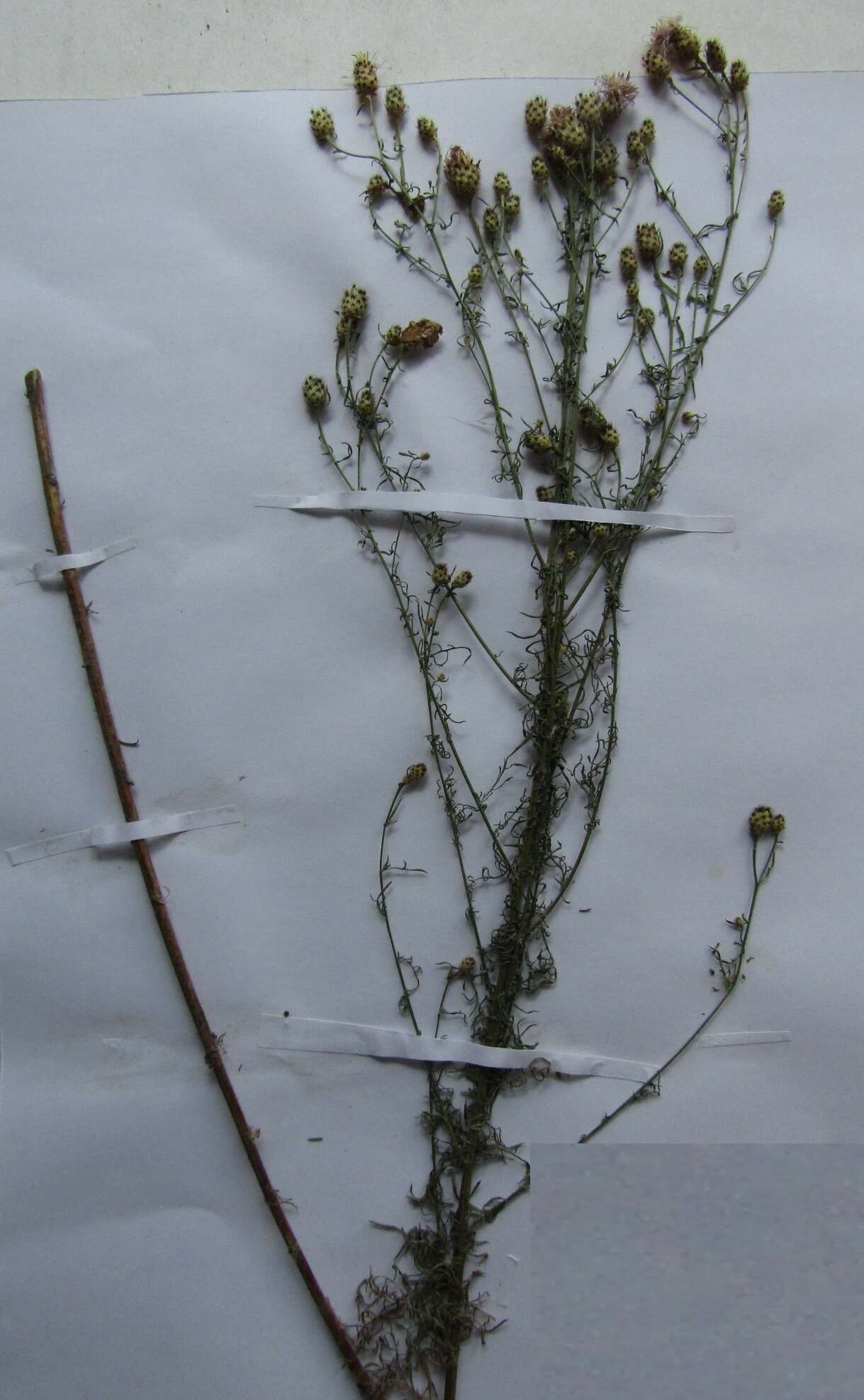 Image of Centaurea stoebe subsp. stoebe