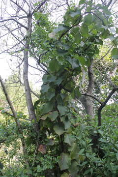 Image de Actinidia chinensis var. hispida C. F. Liang