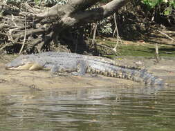 Image of Estuarine Crocodile