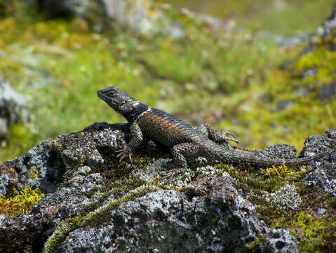 Image of Sceloporus mucronatus Cope 1885