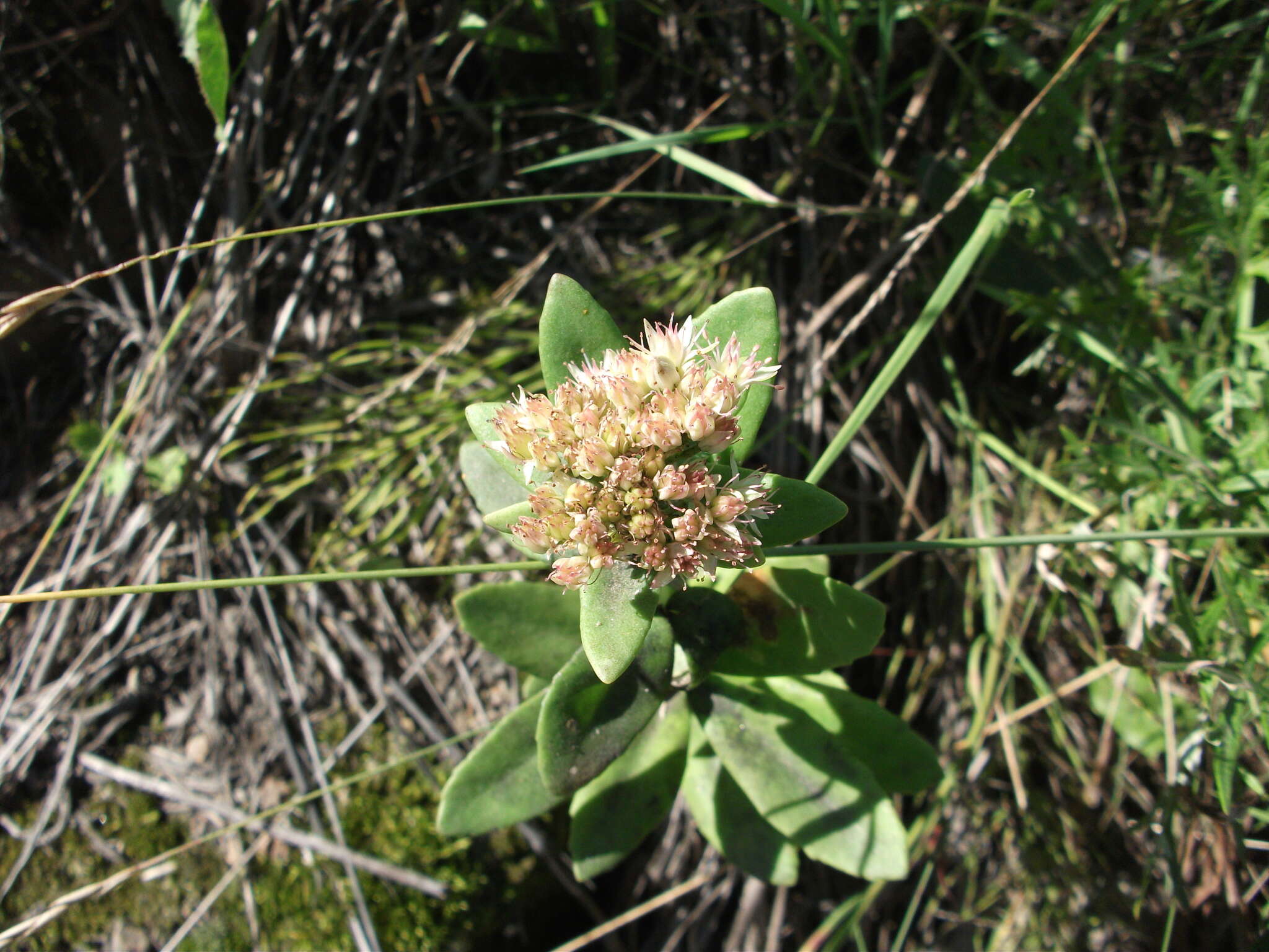 Image of Hylotelephium pallescens (Freyn) H. Ohba