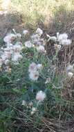 Image de Cirsium arvense var. vestitum Wimmer & Grabowski