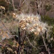 Eremosis foliosa (Benth.) Gleason resmi