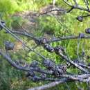 Sivun Leptospermum thompsonii J. Thompson kuva