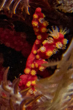 Image of Multicoloured sea fan