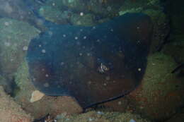 Image of Eastern Shovelnose Stingaree