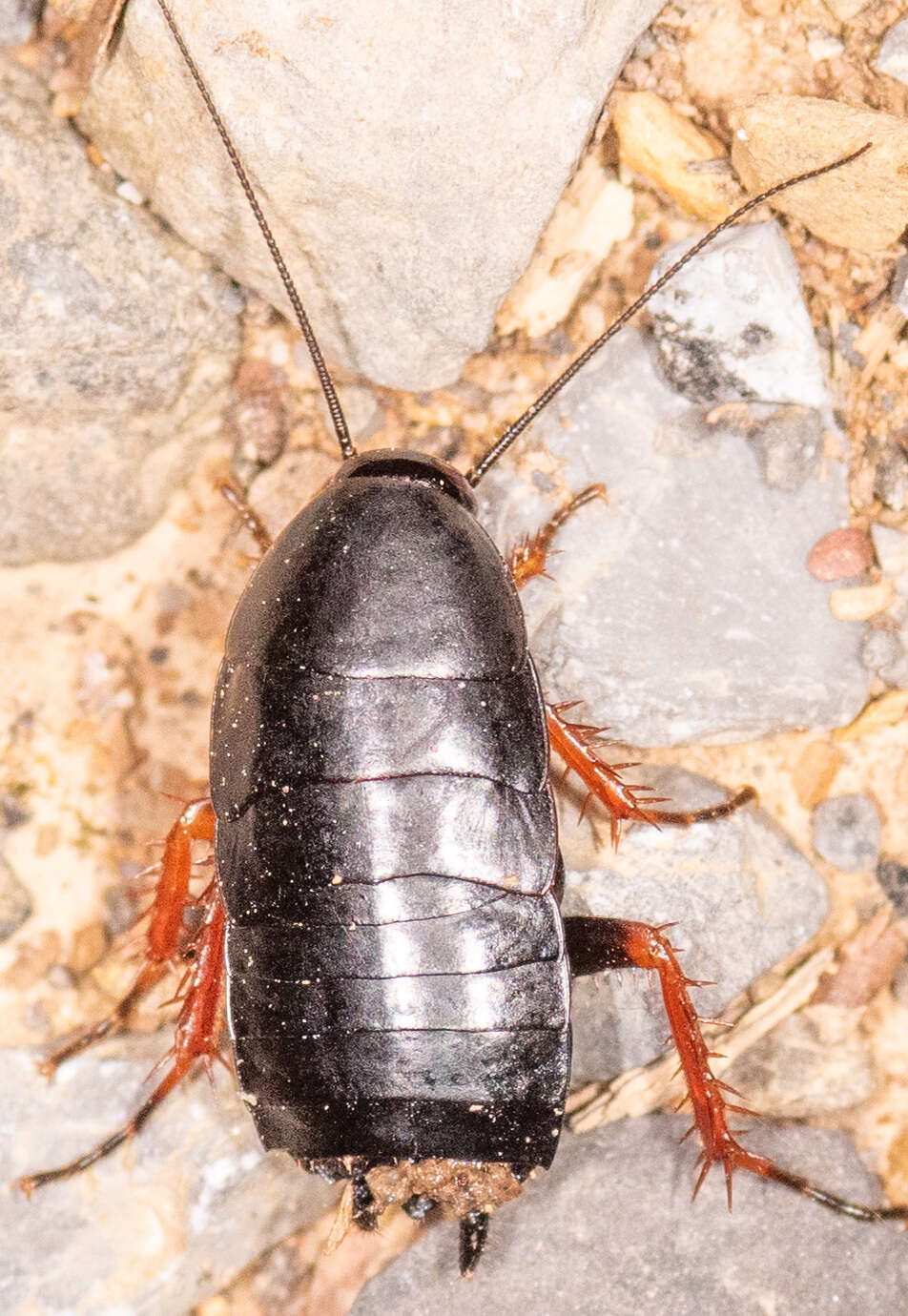 Ischnoptera deropeltiformis (Brunner von Wattenwyl 1865)的圖片