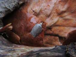 صورة Acleris sparsana Denis & Schiffermüller 1776