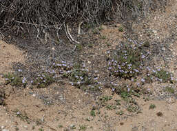 Image of Douglas' phacelia