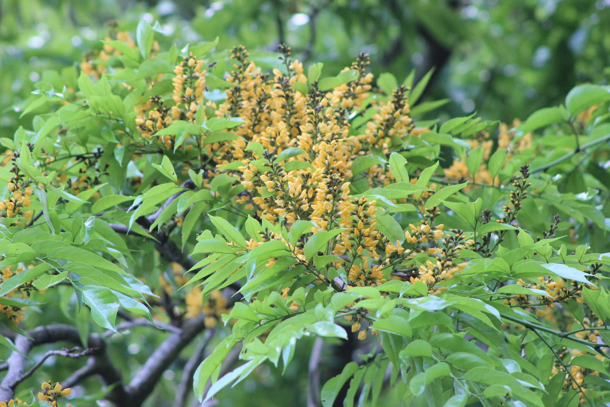 Plancia ëd Pterocarpus rohrii Vahl