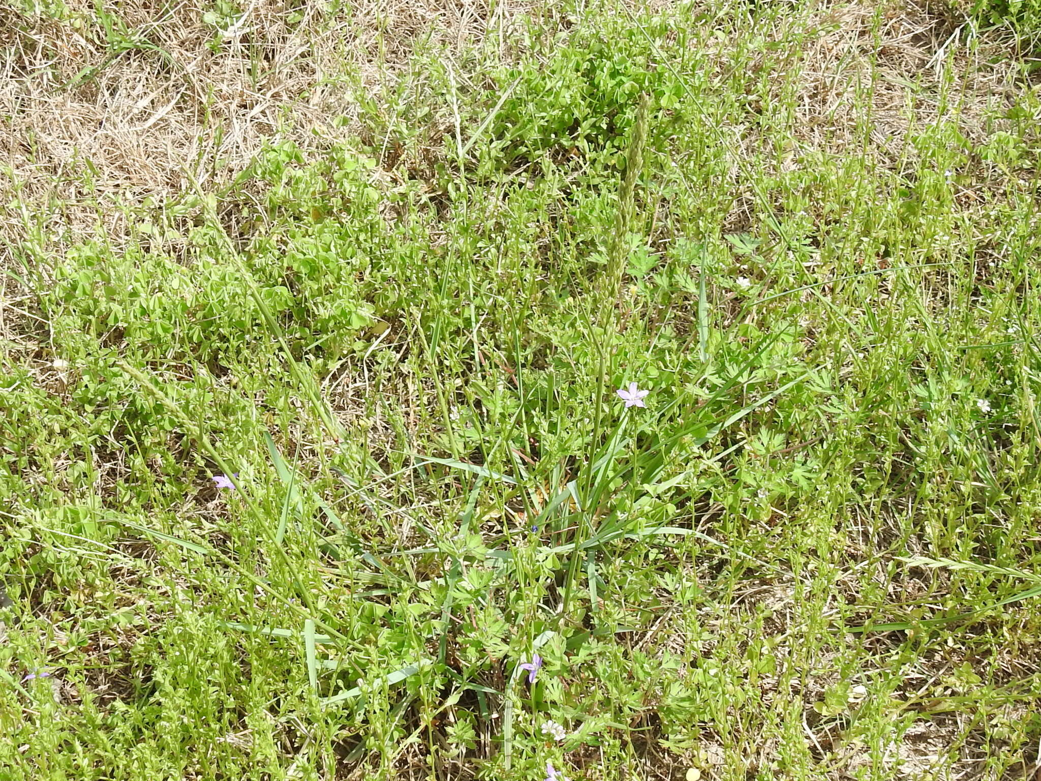 Image of White Fluff Grass