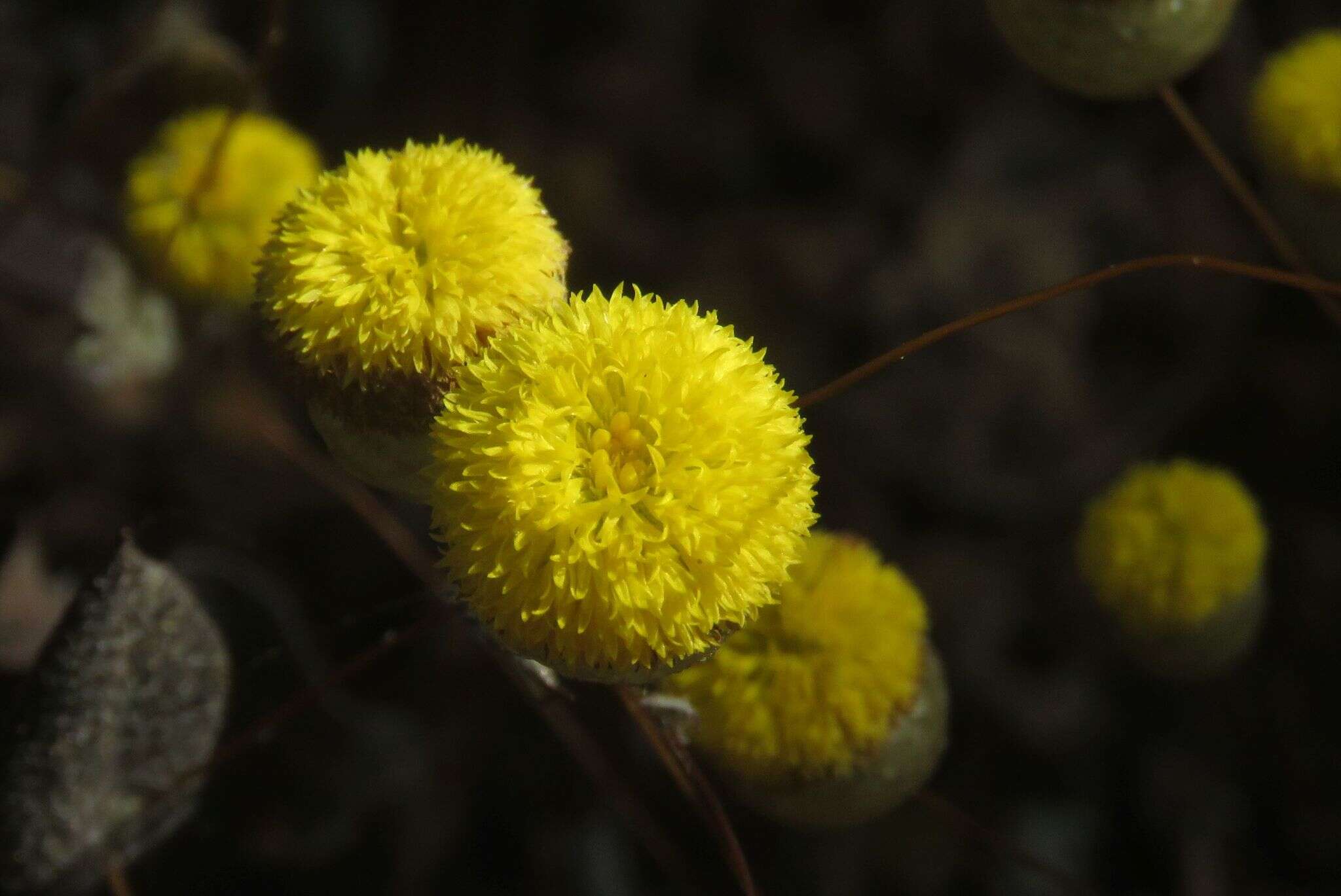 Imagem de Podolepis lessonii (Cass.) Benth.