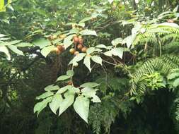 Ficus erecta var. beecheyana (Hook. & Arn.) King的圖片