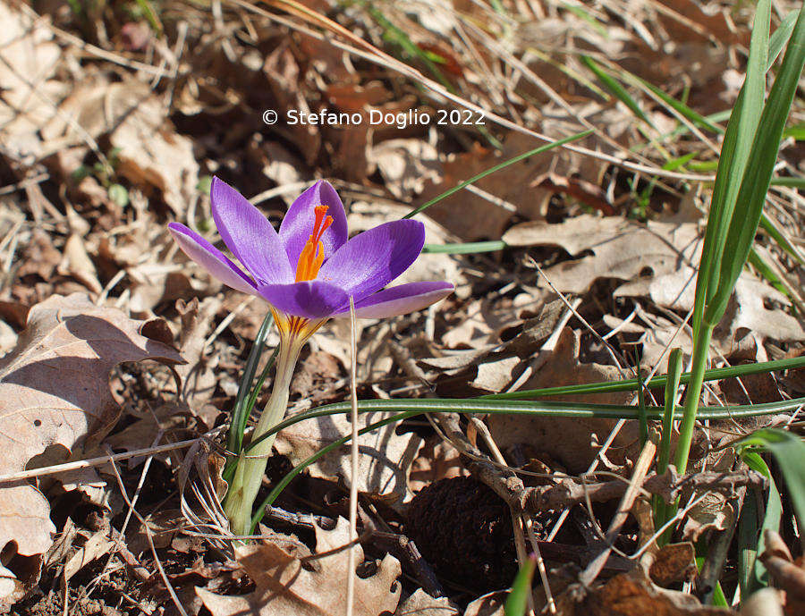 Image of early crocus