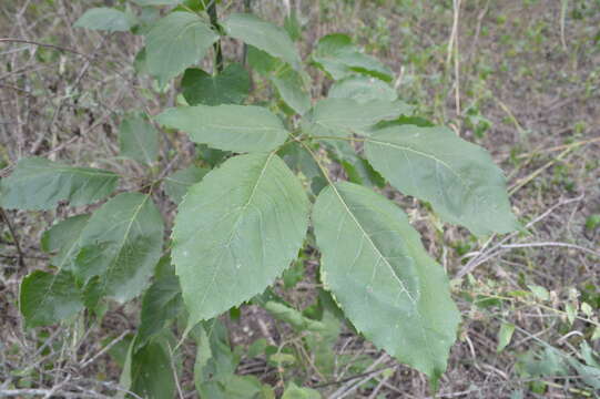 Imagem de Handroanthus heptaphyllus (Mart.) Mattos