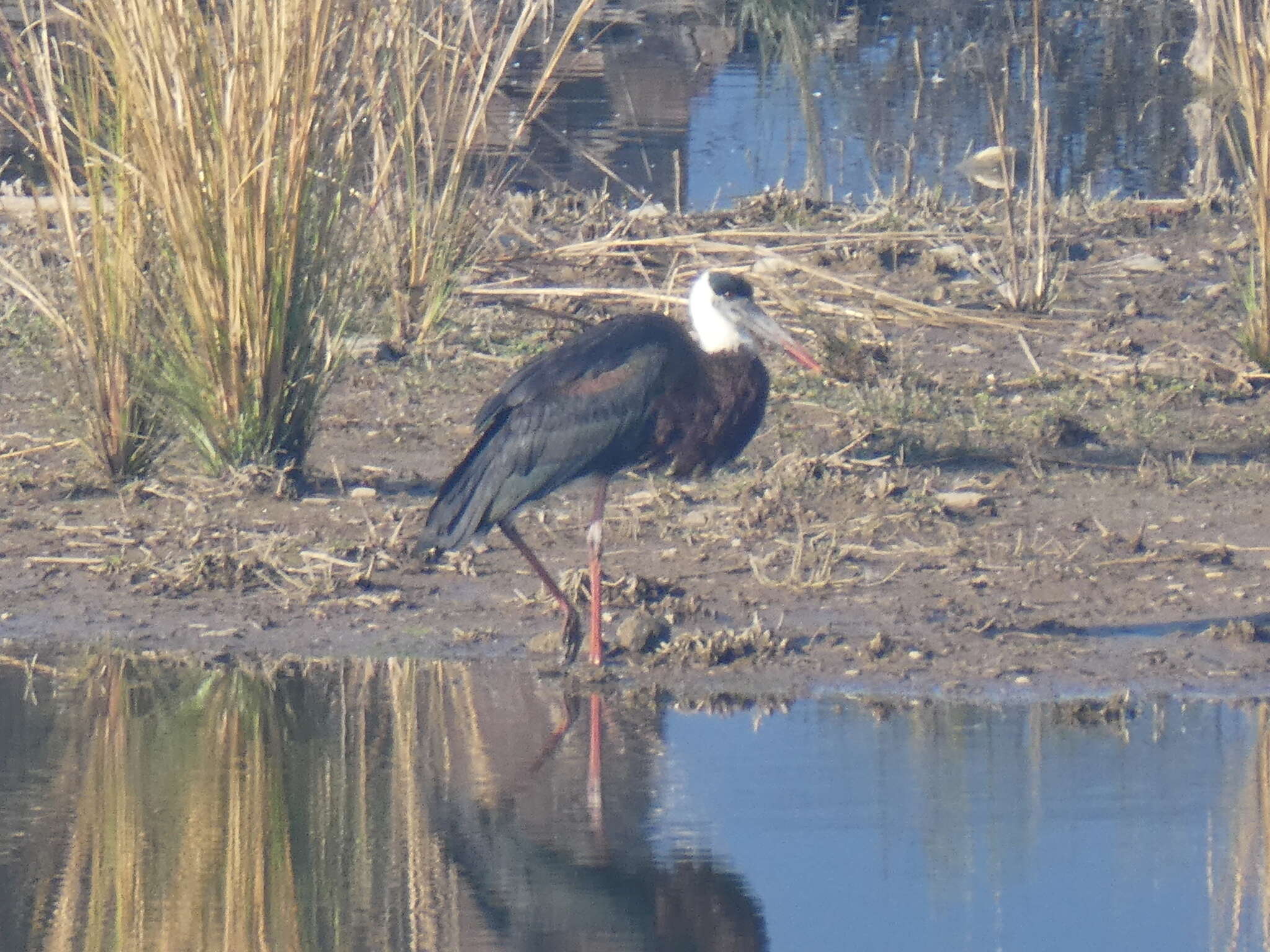 Image of Asian Woolly-necked Stork