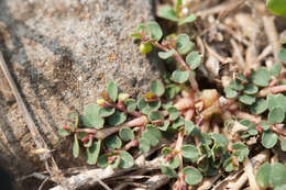 Imagem de Euphorbia taihsiensis (Chaw & Koutnik) Oudejans