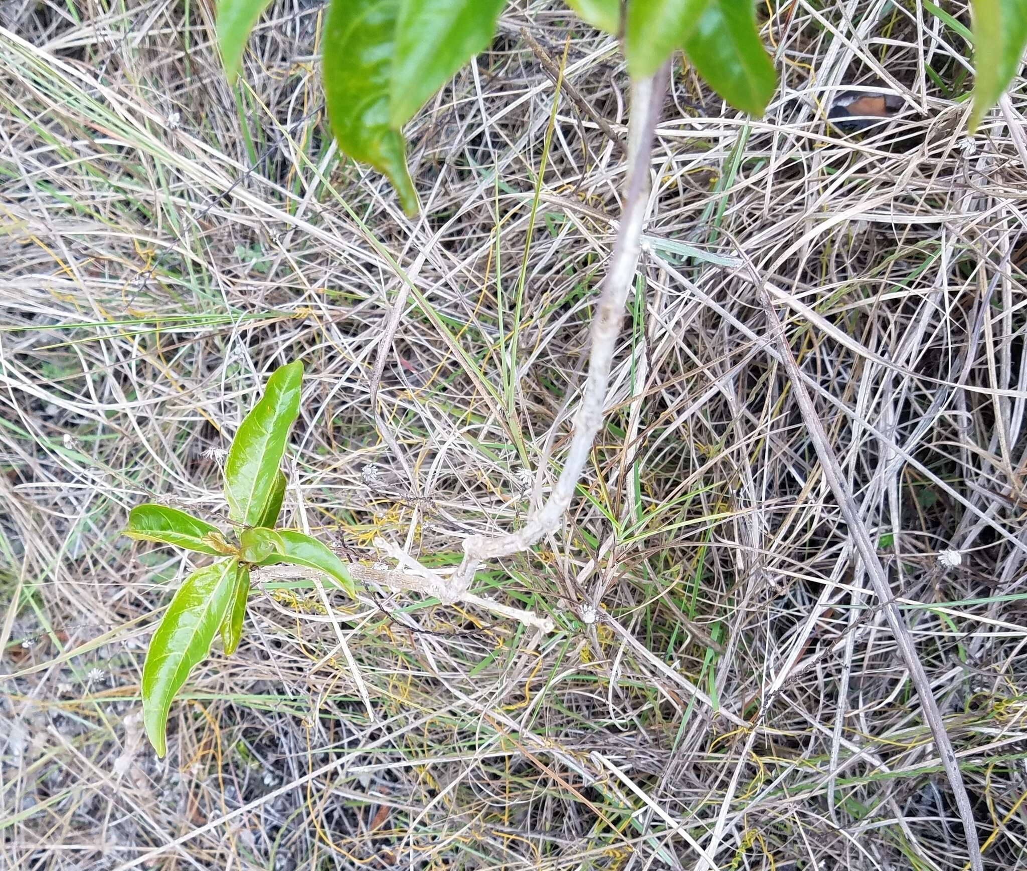 Image of Bahama Wild Coffee