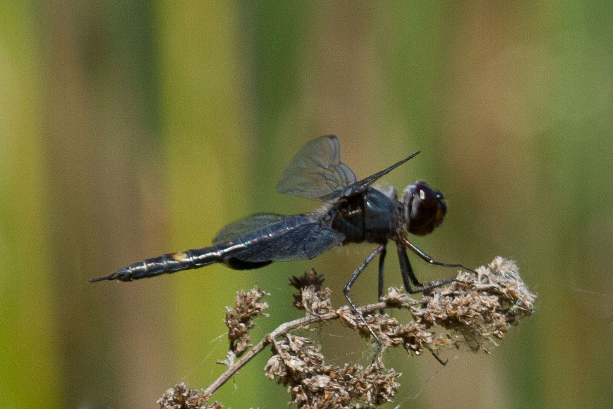 Image of Black Saddlebags