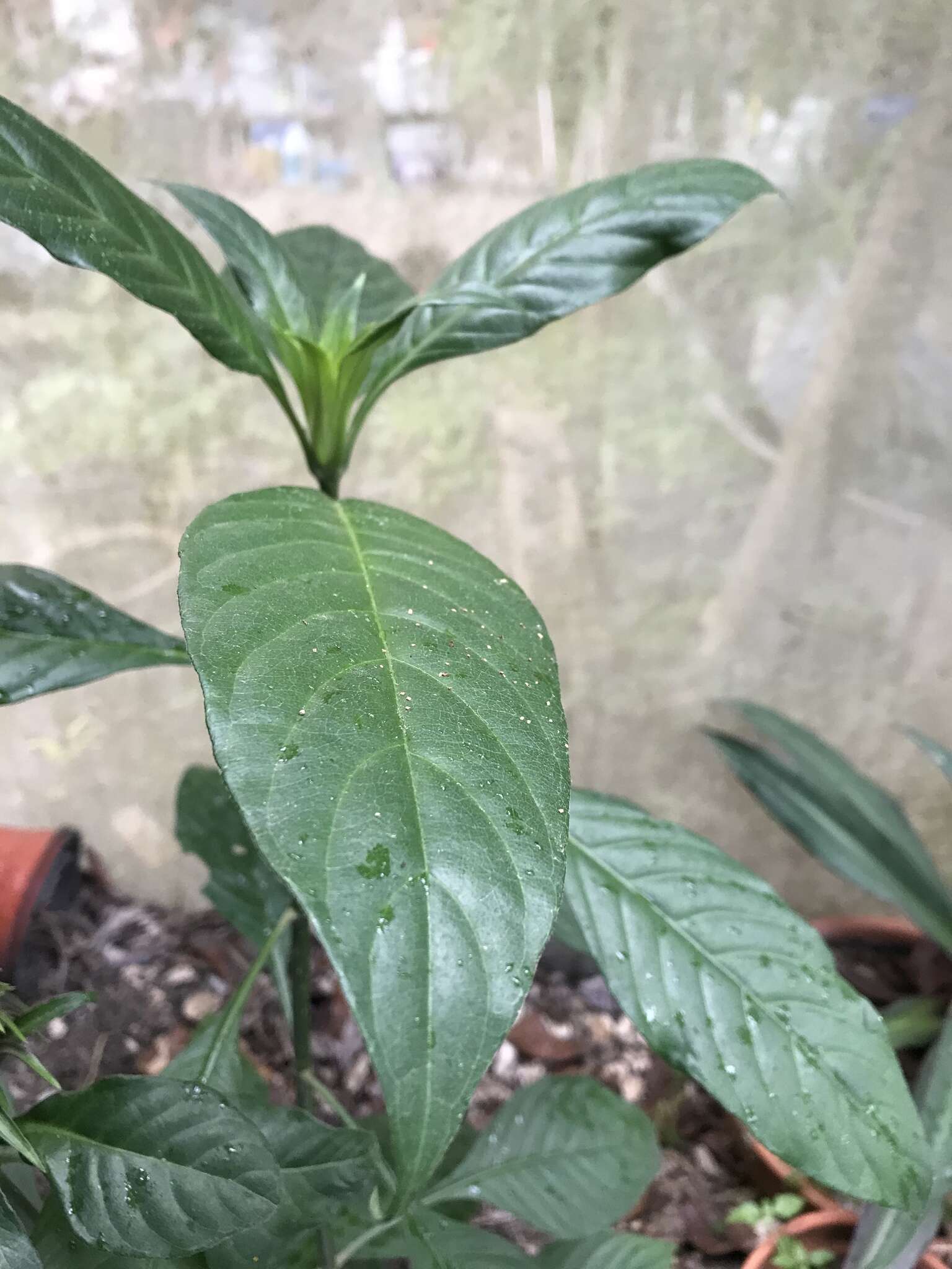 Image of Aphelandra wendtii T. F. Daniel